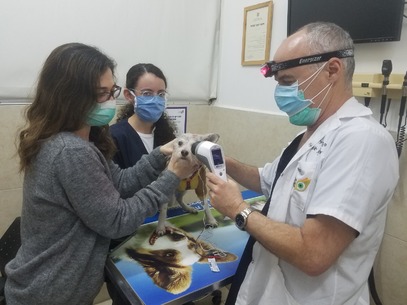 The Art And The Science Of Electroretinography In Veterinary Practice The Art And The Science Of Electroretinography In Veterinary Practice